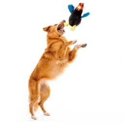 Playology Dog Toys | Interactive Stuffed Animal Hen, Chicken Scented Plush Toy, Medium - Thumbnail 3