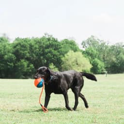 Chuckit! Rope Ball Indoor and Outdoor Fetch Dog Toy, 18" Rope, Blue and Orange, Pack - Thumbnail 5