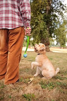 Chuckit! Fetch Medley Dog Ball Rubber Toy for Dogs, Medium 2.5", for Breeds 20 to 60 lb, Pack - Thumbnail 5
