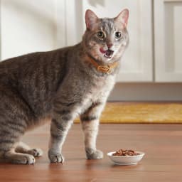 Meow Mix Tenders in Sauce Wet Cat Food Variety Pack With Poultry & Beef Favorites, 24 Cups, 2.75 oz Each - Thumbnail 3