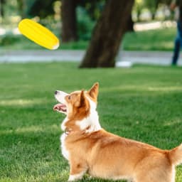 Soft Latex Squeaky Dog Toy Corn Shape Durable Chew Toy, Denbek Interactive Squeaky & Chew Dog Toy, Cone Shape, Yellow, for Aggressive Biting Dogs - Thumbnail 8