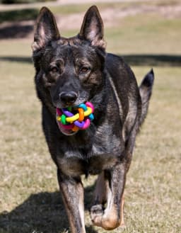 Multipet Nobbly Wobbly Rubber Ball Dog Toy, Multicolor, 4 inches - Thumbnail 5