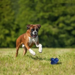 Nylabone Power Play Crazy-Ball Dog Toy, Dog Balls, Interactive Dog Toys, Large - Thumbnail 5