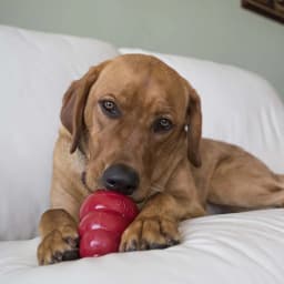 KONG® Stuff' N Easy Treat Easy Nozzle Control Dog Treat, Peanut Butter, 8 Ounces - Thumbnail 4