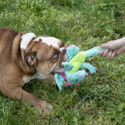 goDog Dragons Extra Soft Plush Toy for Dogs with Chew Guard Technology for Stronger & Longer Play, Soft & Durable with Built-In Squeaker, Seafoam - Thumbnail 8