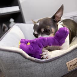 goDog Dinos Bruto Just For Me Squeaky Plush Dog Toy, Chew Guard Technology, Purple, Mini - Thumbnail 7