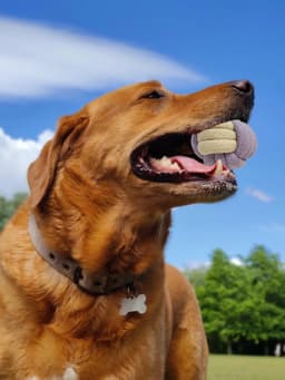 Pack of 3 Durable Rope Ball Toys for Dog Natural Tug Tough Durable Fetch Chew Teeth Interactive Play - Thumbnail 6