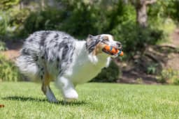 Chuckit! Ultra Fetch Stick Durable Rubber Interactive Outdoor Fetch Dog Toy, 12" for Dogs 10 to 120+ lb All Breeds, Orange and Blue, Pack - Thumbnail 2