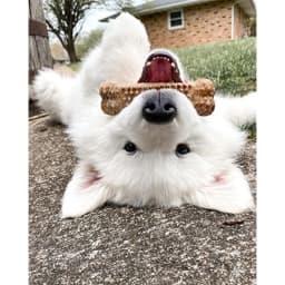 Nylabone Nubz Natural Dog Treats for Large Dogs, Chicken Flavor Dog Bones, Large - 30+ lbs., 14.6 oz Pouch, 8 Count - Thumbnail 5