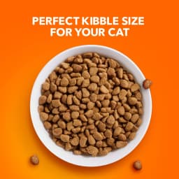 Iams Proactive Health Salmon Dry Cat Food, 7 Lb Bag - Thumbnail 12