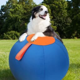 Herding Ball for Dogs, 21.65 Inch Inflatable Large Hischball for Medium and Large Breeds, Compatible with Shepherds, Cattle Dogs, Horse Game - Thumbnail 6