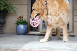 JW HOL-ee Roller™ Tug and Fetch Treat Dispenser Puzzle Ball Dog Toy, Natural Rubber, Large 5.5" for Dogs 60+ lb, Pink, Pack - Thumbnail 8