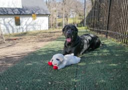 Multipet Jumbo Lamb Chop Plush Dog Toy with Squeaker, 18 inches - Thumbnail 10