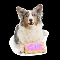 BARK Box Toaster Pup Pastry Squeaky Crinkle Plush Dog Toy - Thumbnail 5
