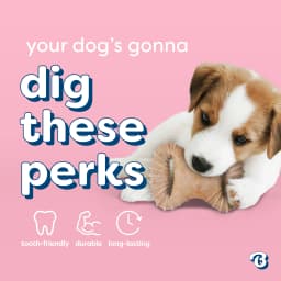 Benebone Essentials Puppy 2-pack Wishbone & Dental Chew Bacon Tiny - Thumbnail 6