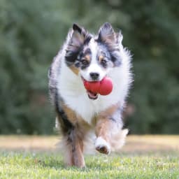KONG® Classic Rubber Dog Toy for Average Chewers, Large, for Dogs Between 30-65 lbs - Thumbnail 2