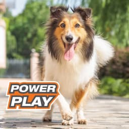 Nylabone Power Play Crazy-Ball Dog Toy, Dog Balls, Interactive Dog Toys, Large - Thumbnail 7