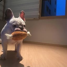 kladzum Dog Toys Small Dog -Chicken Leg Toy Sound Dog Toy Interactive Dog Toys Pet Supplies - Thumbnail 7