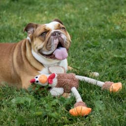 goDog Farm Friends Rooster Plush Toy for Dogs with Chew Guard Technology for Stronger & Longer Play, Soft & Durable, Built-In Squeaker, Brown, Medium - Thumbnail 6