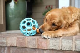 JW HOL-ee Roller™ Tug and Fetch Treat Dispenser Puzzle Ball Dog Toy, Natural Rubber, Large 5.5" for Dogs 60+ lb, Blue, Pack - Thumbnail 6