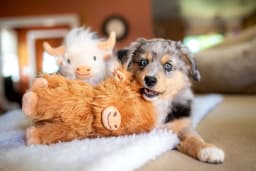 Multipet Plush Highland Cow Medium Dog Toy, 8" - Thumbnail 4