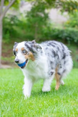 Chuckit! Crunch Ball Rubber Dog Ball Fetch Dog Toy, Blue, Medium 2.5", Pack - Thumbnail 2