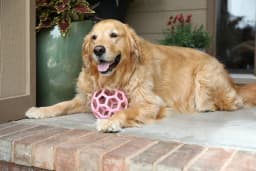 JW HOL-ee Roller™ Tug and Fetch Treat Dispenser Puzzle Ball Dog Toy, Natural Rubber, Large 5.5" for Dogs 60+ lb, Pink, Pack - Thumbnail 3