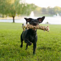 Multipet Fall Pattern 12” Smiling Dog 2pc Dog Toy Value Pack - Thumbnail 11