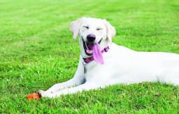 4 Pack Chuckit Breathe Right Fetch Ball Dog Toy [Dog Fetch Toys] X-Large - 4 count - Thumbnail 6