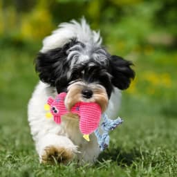 Yuehao Pet Supplies Pet Plush Toys Cats and Dogs Plush Corn Deer Sounding Dog Toys Plush Toys Dog Toys - Thumbnail 4