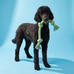 Vibrant Life Multicolor 2-Knot Rope Dog Toy, Chew Level 2 - Thumbnail 2