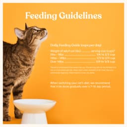 Made by Nacho Dry Cat Kibble, Infused with Bone Broth for Hydration, Cage-Free Chicken & Pumpkin Recipe, High Protein and Grain-Friendly Premium Cat Food, Limited Ingredients, 3lb Bag - Thumbnail 5