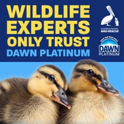 Dawn Platinum EZ-Squeeze Dish Soap, Dishwashing Liquid, Wild Jasmine, 18 fl oz - Thumbnail 6