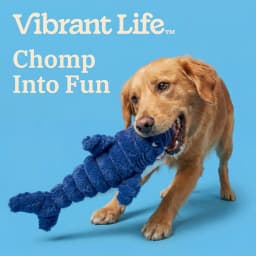 Vibrant Life Blue Shark Plush Dog Toy with Squeaker, Chew Level 3 - Thumbnail 4