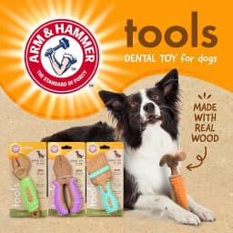 Arm & Hammer Tools 7.5" Wood Mix Paintbrush Durable Dental Dog Chew Toy - Thumbnail 9