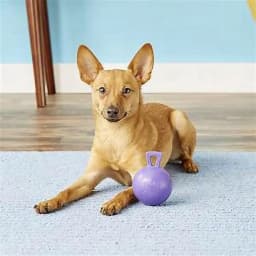 Jolly Pets Tug-n-Toss Ball with Handle Purple 4.5 inch Rubber Toy for Dogs - Thumbnail 4