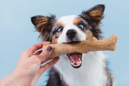 Pupstages Dogwood Dog Chew Toy, Small, Wood Blend, Natural Flavor - Thumbnail 4