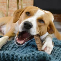 Nylabone Nubz Meaty Center Dog Treats for Large Dogs, Beef Flavor Dog Bones, Large - 30+ lbs., 2 Count - Thumbnail 9