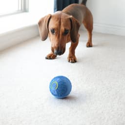 Kyusrd Interactive Dog Toys Dog Ball 2025 New Motion Activated Automatic Rolling Ball Toy for Small/Medium Dogs USB Rechargeable - Thumbnail 9