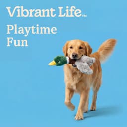 (2 pack) Vibrant Life Multicolor Floppy Mallard Duck Plush Dog Toy with Squeaker, Chew Level 2 - Thumbnail 4