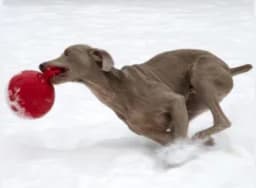 Jolly Pets Mini Tug n Toss Ball Dog Toy, 4", Red - Thumbnail 7