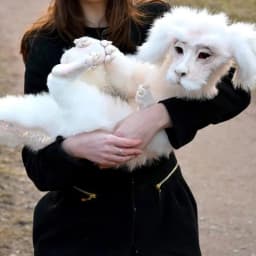 LINMOUA Falkor From The Neverending Story Plush Doll Toys Gift for Kids and Adluts - Thumbnail 4