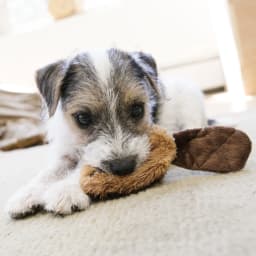 KONG® Dr.Noyz Dog Toy with Squeaker, Beaver, Small for Dogs Up to 20 lbs - Thumbnail 3