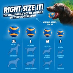 Chuckit! Sonic Ultra Squeaker Ball & Super Crunch Ball Fetch Dog Toy, Medium 2.5" for Dogs 20 to 60 lb, Blue, Pack - Thumbnail 6