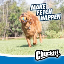Chuckit! High Bounce Ball Rubber Fetch Dog Toy, Large 3" for Large Dogs Up To 90 lb, Pack of 1, Assorted - Thumbnail 10