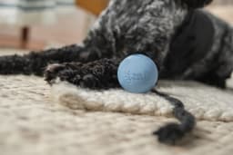 Harry Barker 2.5 Inch Durable All-Natural Rubber Dog Ball 6 Pack Set, Blue, Medium - Thumbnail 8