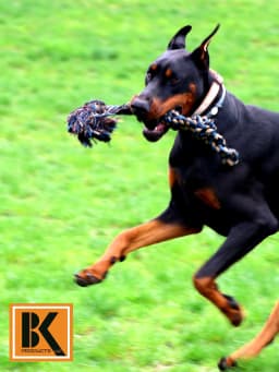 Dog Toys for Aggressive Chewers - Set of 2 XL Dog Rope Toys - Thumbnail 5