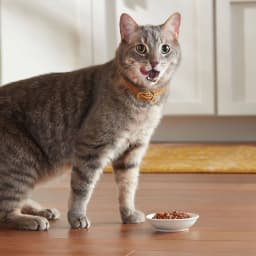 Meow Mix Tender Favorites with REAL Tuna & Whole Shrimp in Sauce, Wet Cat Food, 2.75 oz - Thumbnail 3