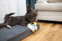 Arm & Hammer Nubbies TriOBone Durable Dental Dog Chew Toy - Thumbnail 11