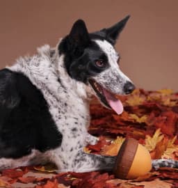 BARK Acornucopia Durable Dog Toy for Active Dogs - Thumbnail 2
